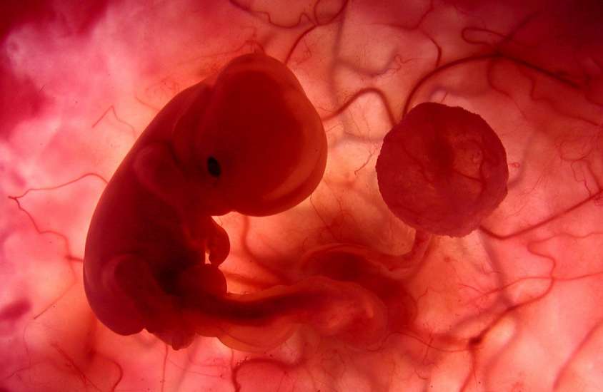 La exposición del feto a contaminantes ambientales altera la fertilidad