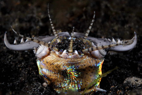 El gusano bobbit, un temible cazador de las profundidades