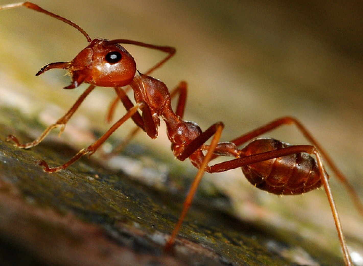 Los 10 animales e insectos más inteligentes del mundo