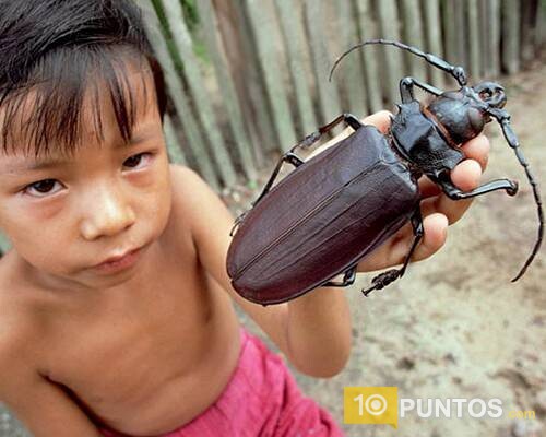 10 de los insectos más grandes del mundo