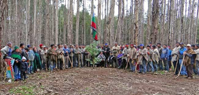 Familias mapuche se sienten engañadas por forestal Mininco