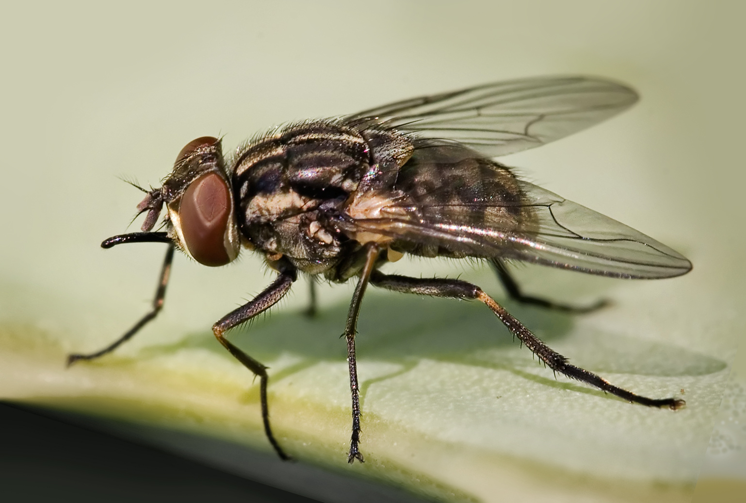 ¿Por qué los insectos vuelan sin rumbo, haciendo círculos durante mucho tiempo?
