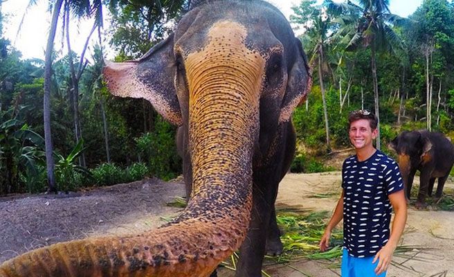 Un elefante le roba el móvil y hace un selfie viral