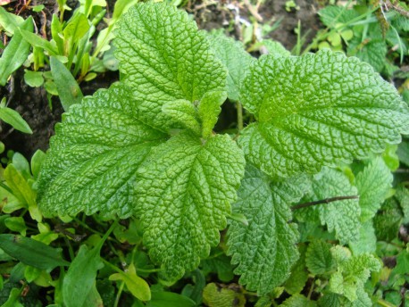 ¿Un agüita de toronjil? 7 bondades de esta maravillosa planta