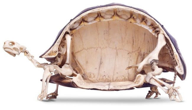 12 Secretos impactantes que las tortugas esconden en sus caparazones ¡Misterio resuelto!