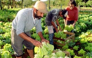 Diferencias entre agroecología y producción orgánica.