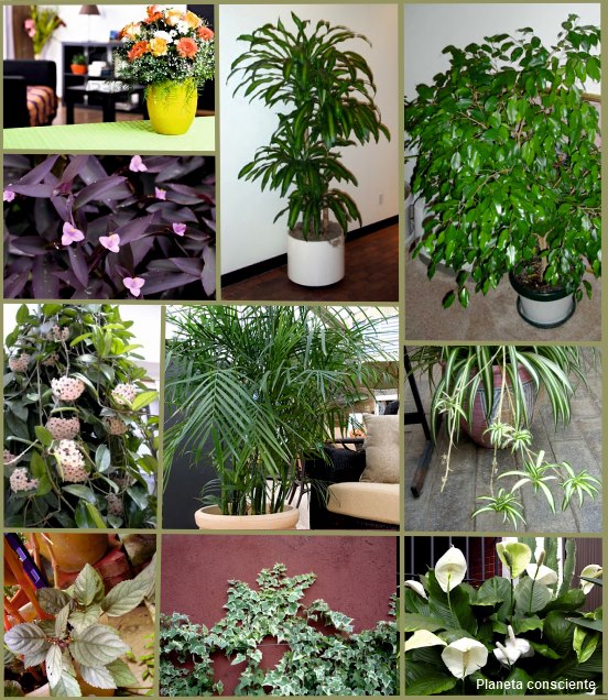 Plantas para purificar el aire dentro de tu casa