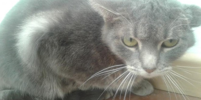 Pumita: la historia de la gata maltratada que olvidó ser gato