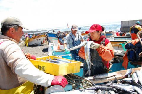 La pesca industrial acaba con la artesanal en América del Sur
