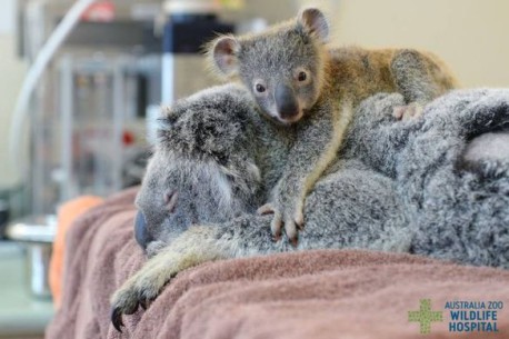 Este bebé koala que se abraza a su madre mientras la operan es lo más tierno que vas a ver hoy