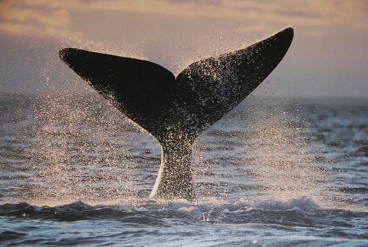 Argentina: Presentan proyecto de ley para crear santuario de cetáceos