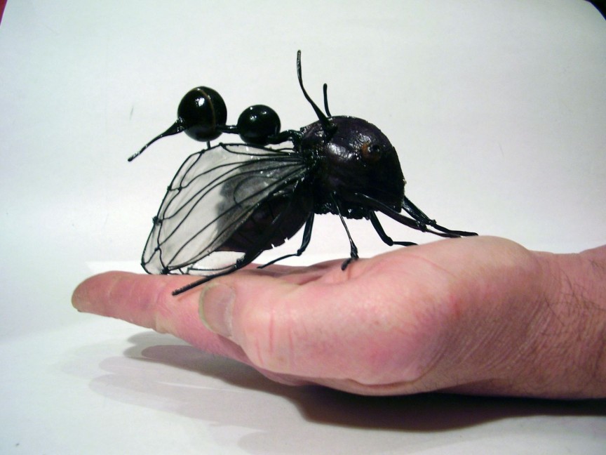 Los 10 insectos más extraordinarios del mundo