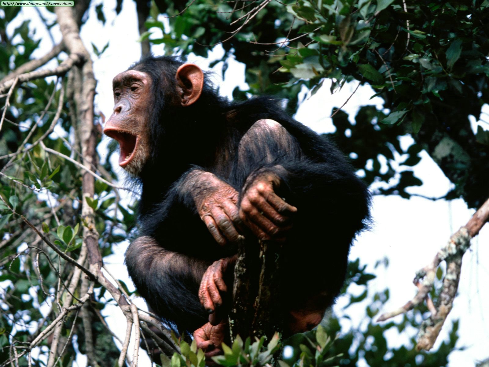 Científicos descubren que a los chimpancés les gusta «ser curaos» en grupo