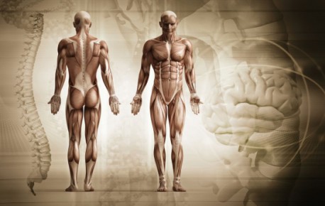 13 Hechos curiosos sobre tu cuerpo que te sorprenderán