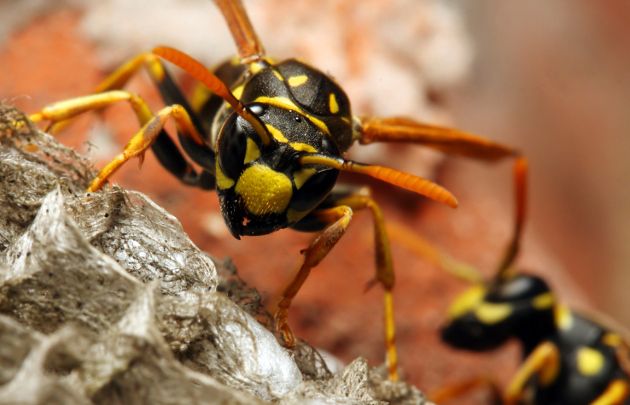 Las 10 picaduras de insecto más dolorosas según el índice Schmidt