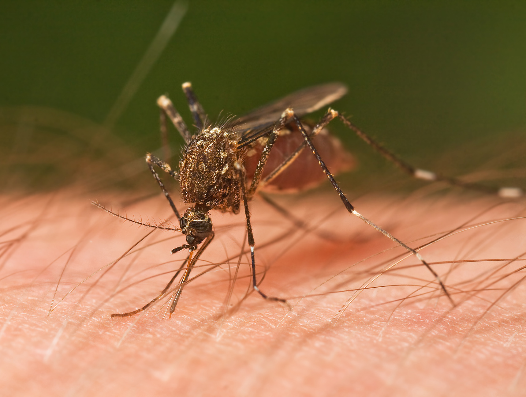 ¿Qué pasaría si los mosquitos se extinguieran?