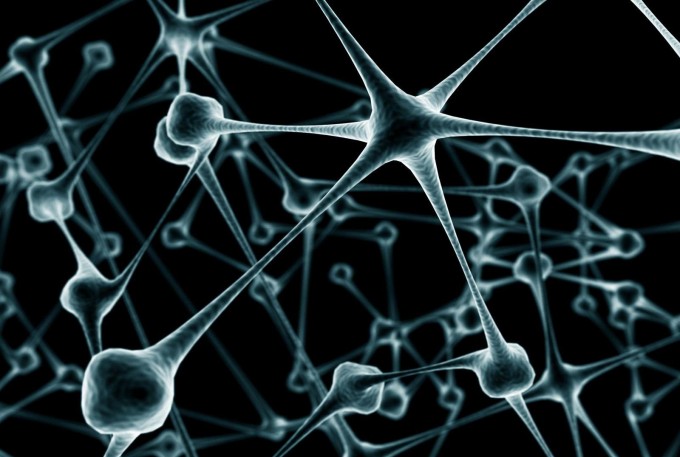 Descubren las células madre capaces de crear nuevas neuronas