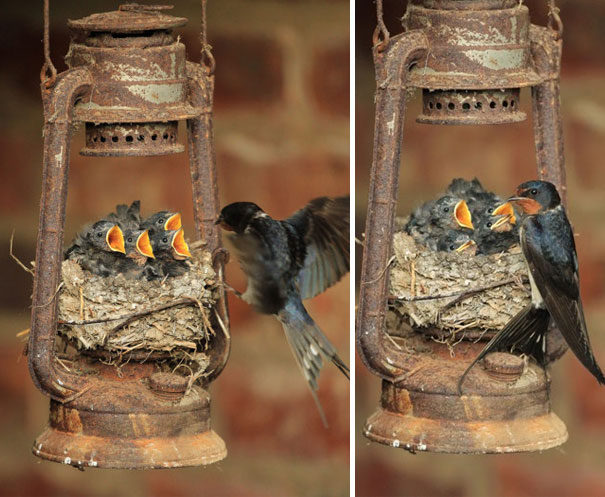 Inusuales nidos de pájaros construidos en los lugares más extraños