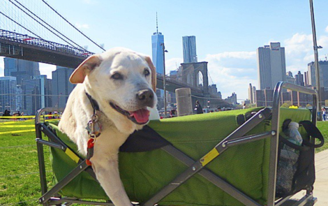 Hombre lleva a su perro con enfermedad terminal de paseo por decenas de ciudades