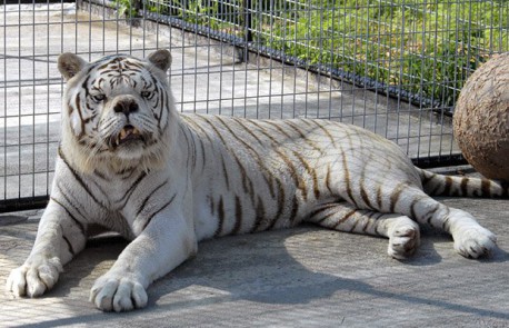 Conoce a Kenny, el tigre blanco con Síndrome de Down