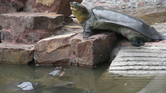 La única tortuga de caparazón blando hembra podría salvar su especie de la extinción
