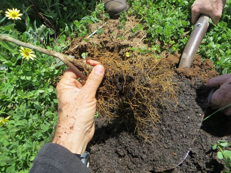 Promueven la agricultura regenerativa para revertir el cambio climático