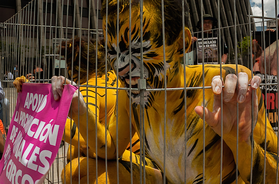 Colombia intima a circos a dejar de usar animales