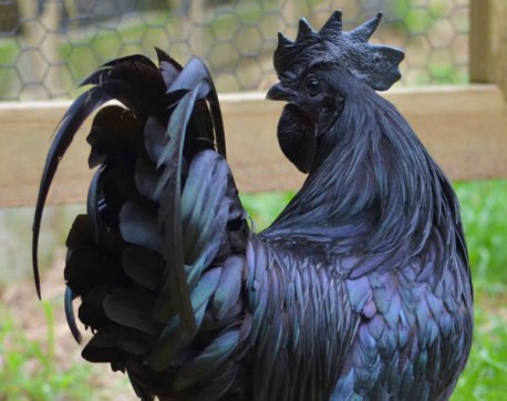 ¿Melanismo? 19 majestuosos animales completamente negros de manera natural