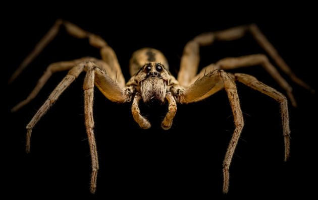 13 gifs de arañas que te fascinarán y te pondrán la piel de gallina