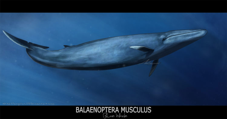 Chile podría tener su propia subespecie de ballena azul