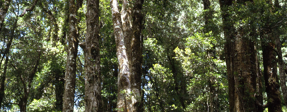 Corte Suprema ratificó fallo que impide a CONAF autorizar remplazo de bosque esclerófilo por monocultivo de paltas