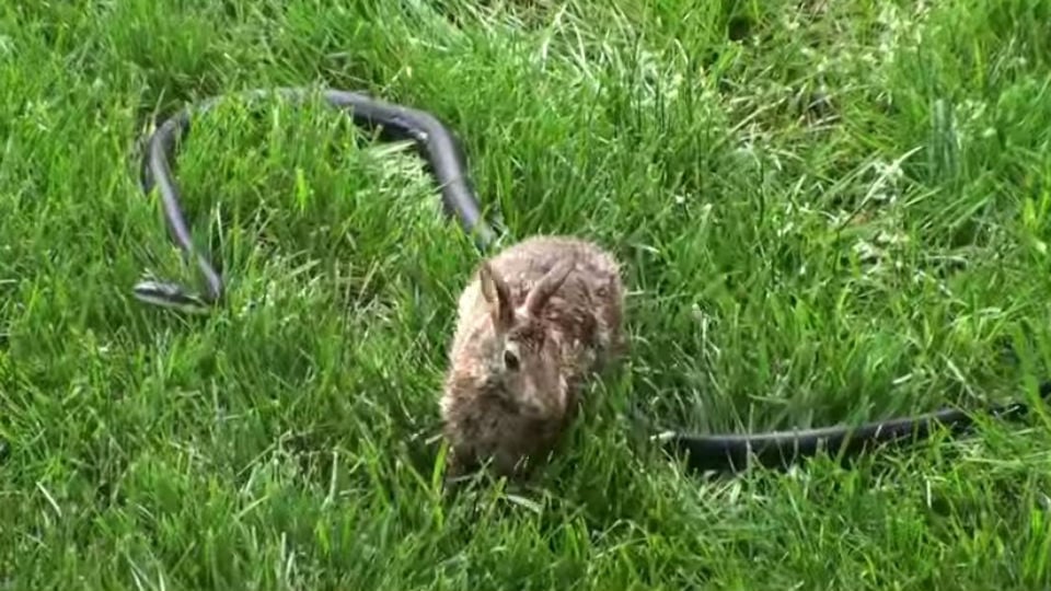 Mamá conejo lucha con serpiente para proteger a sus críos