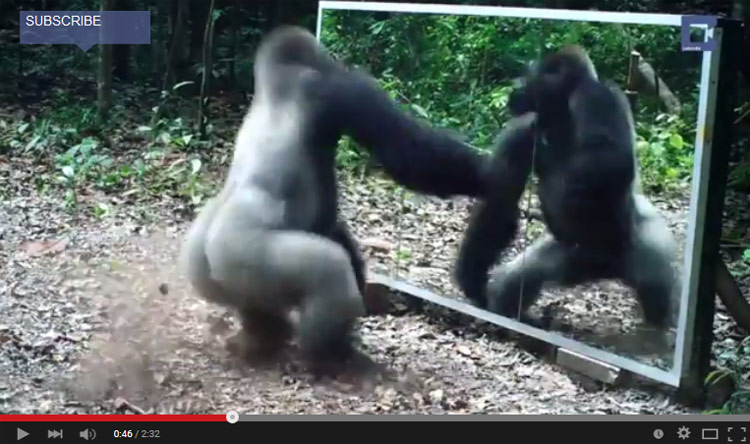 Video viral: La reacción de animales salvajes frente a un espejo