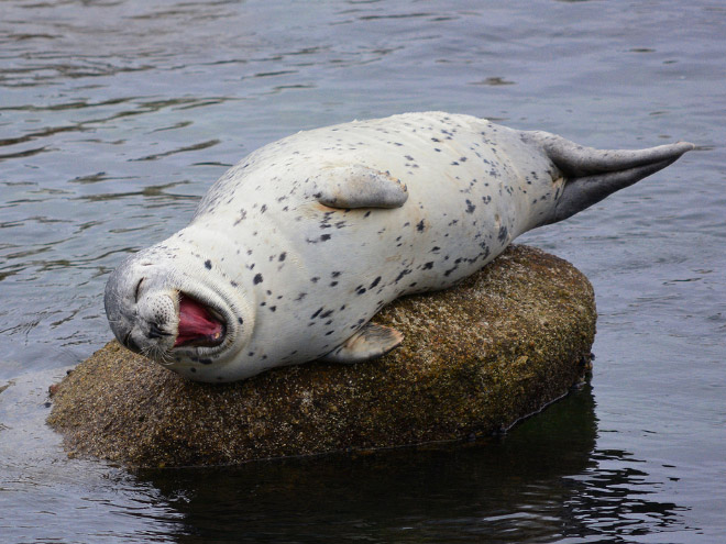 Estas focas que se cagan de la risa nos han alegrado el día