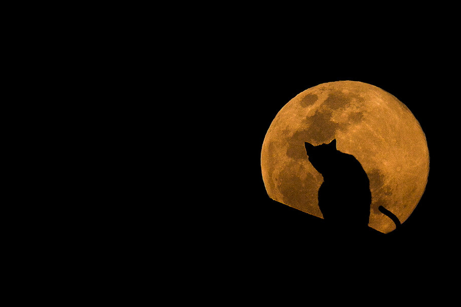 5 formas en las que la Luna afecta el comportamiento animal
