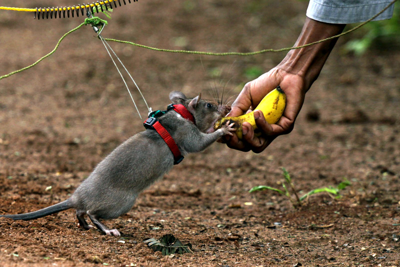 «HeroRats»: Las ratas que salvan miles de vidas en el mundo