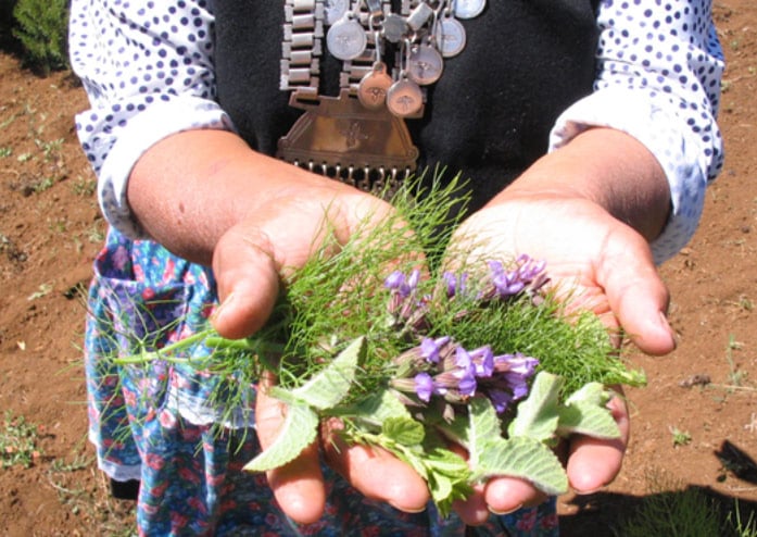Publican libro “Rescate de la medicina ancestral mapuche, a través de las hierbas medicinales”