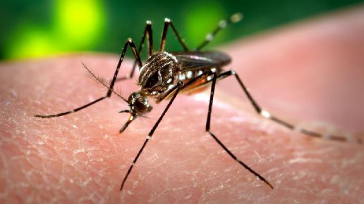 Científicos buscan repeler a los mosquitos modificando las bacterias de la piel humana