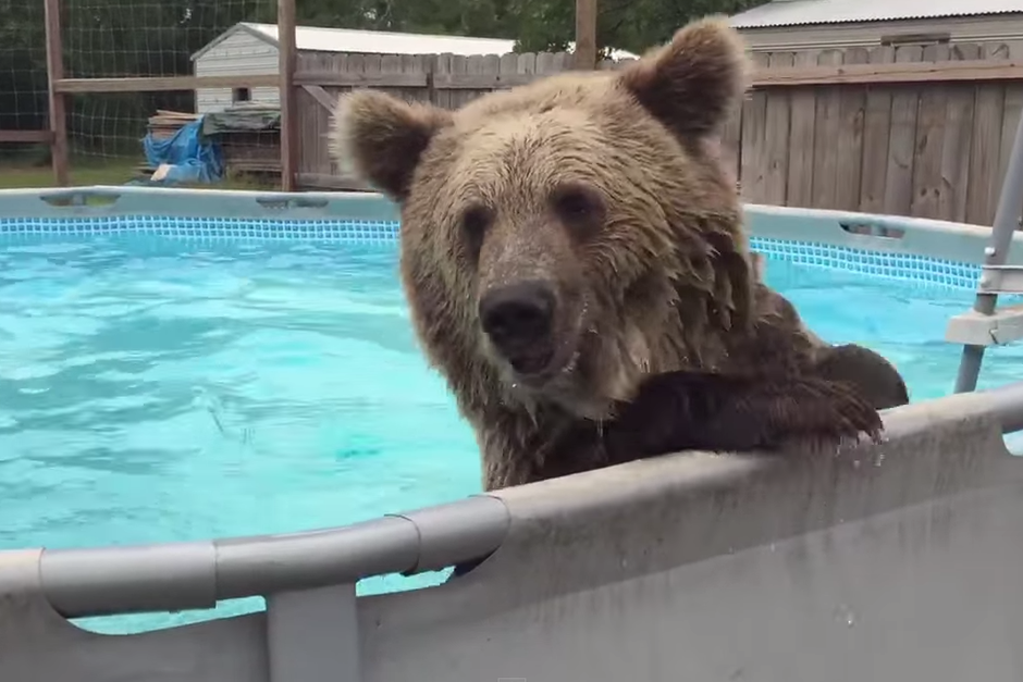 El espectacular salto de un oso a una piscina arrasa en Youtube