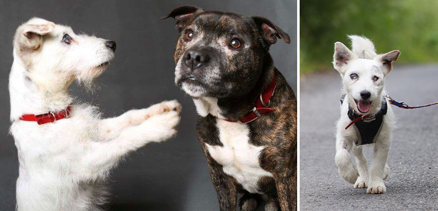 La historia de un perrito ciego y su amigo que lo protege y guía a todos lados