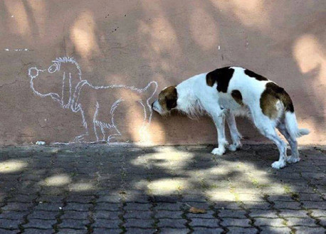 30 trucos que todo dueño de un perro debe conocer
