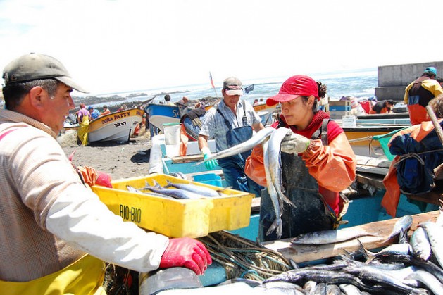 La pesca industrial arrasa con la artesanal en América del Sur