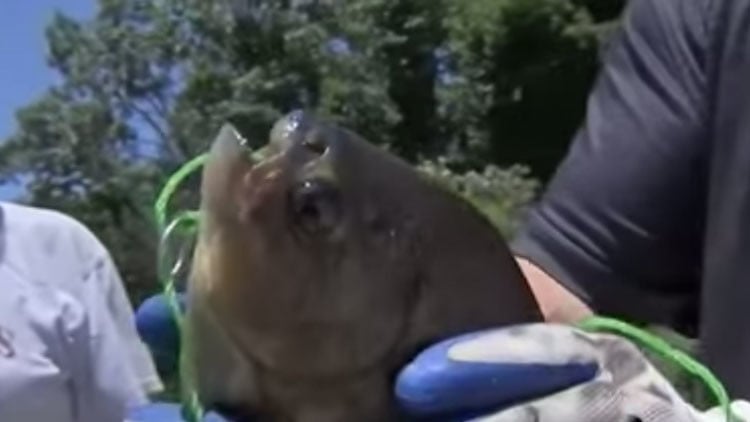 Encuentran un pez amazónico con dientes similares a los humanos en EE.UU.