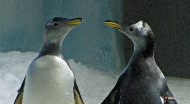 Conoce a Penélope y Missy, las pingüinas lesbianas de Irlanda