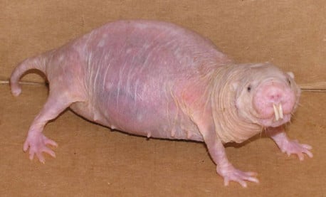 Los animales más raros y exóticos que jamás hayas visto