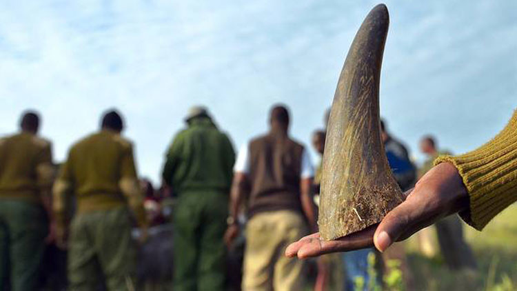 Descubra la tecnología avanzada que ayudará frenar la caza furtiva de rinocerontes