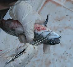 El comercio internacional rechaza el salmón producido en Chile