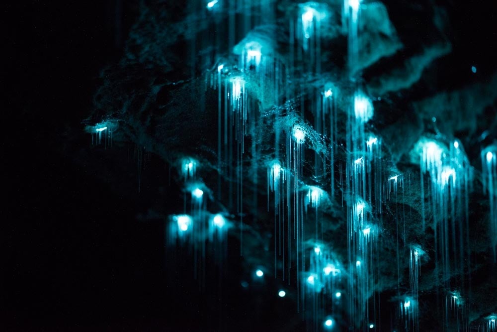 Cuevas bioluminiscentes, un especial fenómeno que nos regala la naturaleza