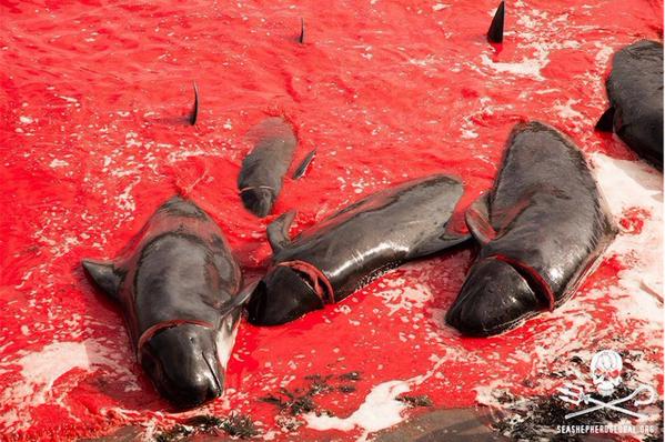 Horrorosa matanza de ballenas con ayuda de la Armada danesa tiñe de rojo el Atlántico