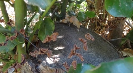 CONAF denuncia grave tala ilegal de 1,42 hectáreas de bosque nativo en Nogales